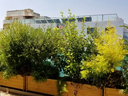 תמונות אחרי מספר חודשים של צמחייה